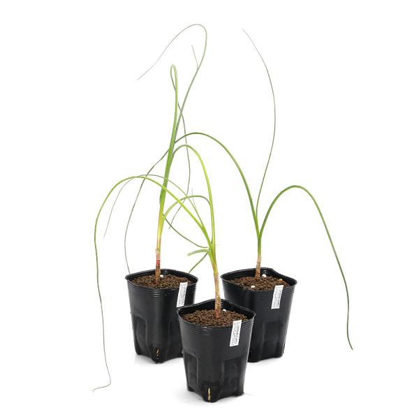 （ビオトープ）水生植物 クリナム カンパヌラタム（Ｃｒｉｎｕｍ ｃａｍｐａｎｕｌａｔｕｍ）（無農薬）（１ポット）