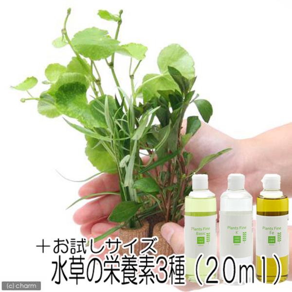 _aqua　水草　アクアリウム　ｍｉｚｕｋｕｓａ　ａｑｕａｒｉｕｍ　ｐｌａｎｔｓ　水上葉　抽水葉　レイアウトセット　セット　レイアウト　水草セット　all_plants　有茎草　有茎種　おまかせ　無農薬　国産　国内生産　初心者向け　多孔質　...