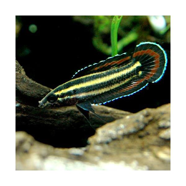 グラミーの飼育方法 チャーム