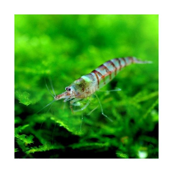 PF_SPQ　_aqua　熱帯魚・エビ他　ヌマエビ系　パープルゼブラ・シュリンプ　Ｐｏｔａｍａｌｐｈｅｏｐｓ　ｍｉｙａｉ　ａｍｎｉｃｕｓ　fish_database　QD5WyoNX_ebki　QDy5_xN9ur　fi_hrnditokk...