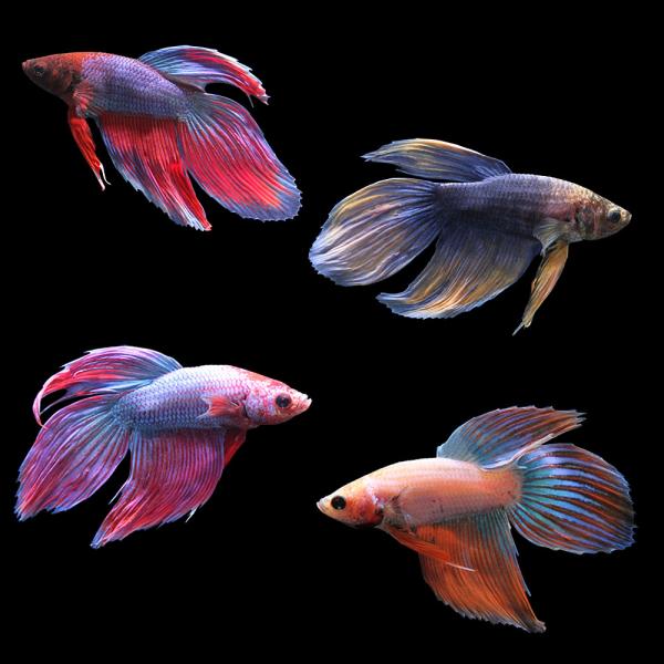 PF_SPQ　_aqua　熱帯魚・エビ他　ベタ・グラミー・アナバス　改良ベタ　トラディショナル　ベタ・トラディショナル　マルチカラー　オス　１匹　fish_database　Ｂｅｔｔａ　ｓｐｌｅｎｄｅｎｓ　ｖａｒ．　ベタ・グラミー　ベタ　バ...