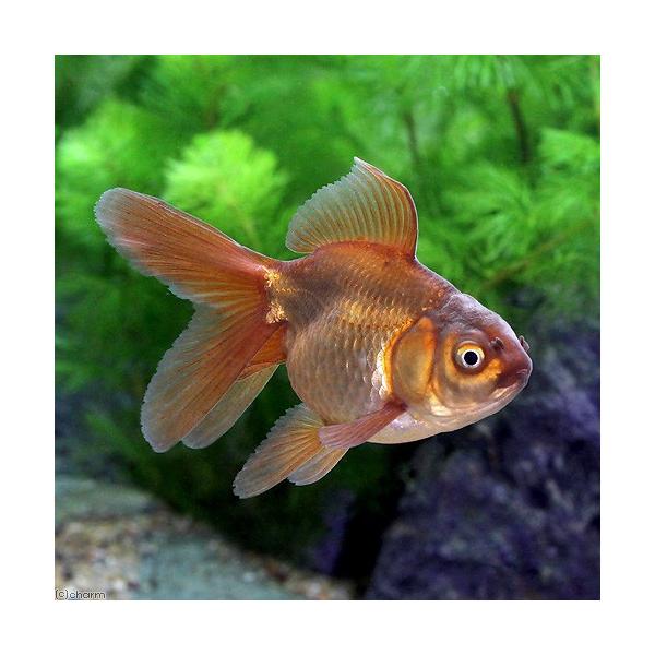 熱帯魚・エビ他　金魚　（生体）　kaijyo　茶金　琉金　オランダ　茶　20210422　y21m04　TK