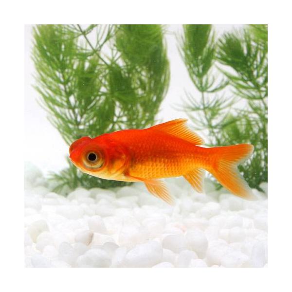 muryotassei_800_899　_aqua　熱帯魚・エビ他　金魚　出目コメット　デメキン生体　fish_database　nittan_kingyo_wakin　ck95zl8w金魚　kaijyo　h4YgP7mB_mdk　h4gm...