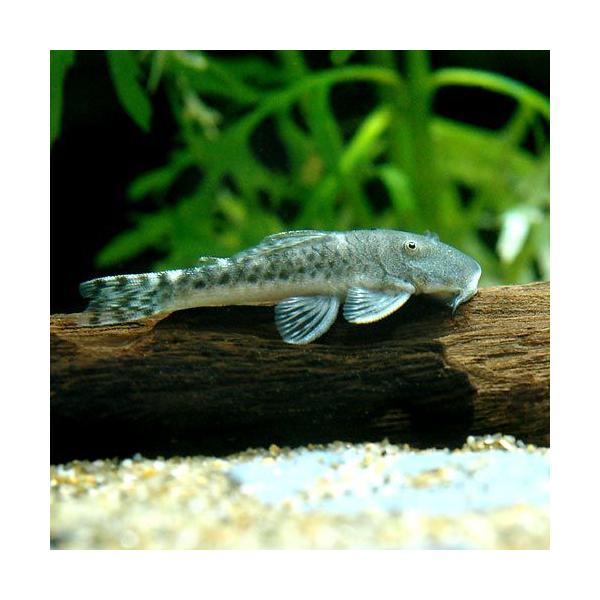 PF_SPQ　熱帯魚・エビ他　プレコ　種類で選ぶ　ブッシー・ブロンズ系　スポットブロンズプレコ　ラージスポット　１匹　fish_database　Ｃｈａｅｔｏｓｔｏｍａ　ｍｉｌｅｓｉ　Ｌ１４８　Ｌ１８７ａ　特集　aqua_life20110...