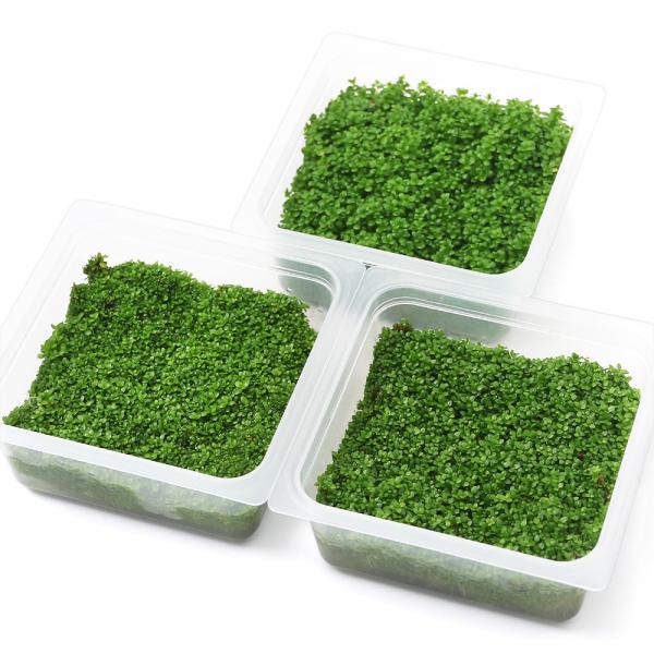 水草 キューバパールグラスの人気商品 通販 価格比較 価格 Com