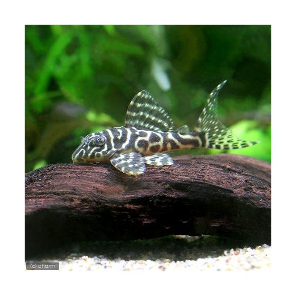 PF_SPQ　_aqua　sfset　熱帯魚・エビ他　プレコ　種類で選ぶ　タイガー・ペコルティア系　ゴールデンキングタイガーペコルティア　ゴールデンキングロイヤルペコルティア　キンペコ　Ｌ０６６　Ｌ３３３　ブリード　１匹　fish_data...