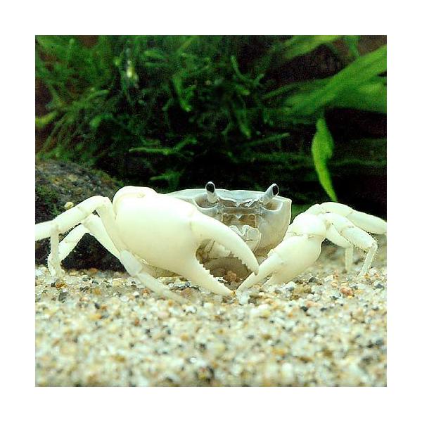 aqua　_insect　熱帯魚・エビ他　ザリガニ・その他生体　サワガニ　ブルー　１匹　fish_database　p_etc　aqulif201307　nittan_1116　freshwatercrab　bnrzarikanisa031...