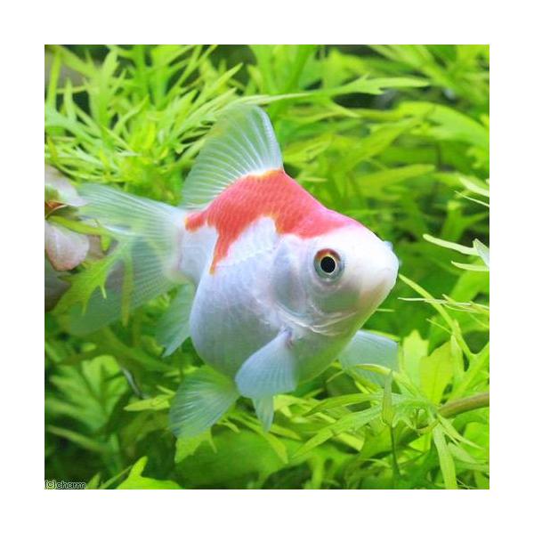 muryotassei_800_899　_aqua　熱帯魚・エビ他　金魚　変わりもの金魚　玉サバ　金魚生体　nittan_kingyo_ryukin　hansyoku0404　catalog_琉金　kaijyo　seitairk0324　m...