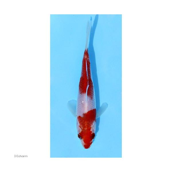 _aqua　fish_database　熱帯魚・エビ他　金魚　錦鯉　日淡　日本産淡水魚　咲ひかり　恋　三毛　緋鯉　真鯉　マゴイ　養鯉場　日本庭園　池　コイ　nittan_nishikigoi　紅白　赤白　ニシキゴイ　pointyh51004...