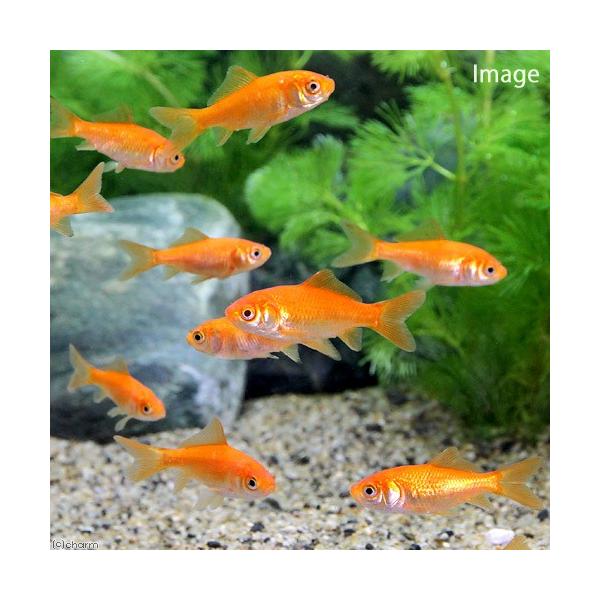 ikiky_kk　_kame　生き餌　えさ　アロワナ　_aqua　_hachu　金魚・メダカ　アクア用品　餌　給餌器　生餌　ブライン　小赤　エサ用金魚　１０匹　熱帯魚・エビ他　金魚　和金　生体　金魚すくい用　fish_ikie　コアカ　活き...