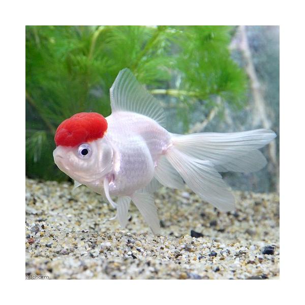 _aqua　sfset　熱帯魚・エビ他　金魚　オランダ　生体　特選金魚　飯田金魚　fish_database　catalog_丹頂　fkb16　高頭丹頂　iida_kingyo　kaijyo　restock