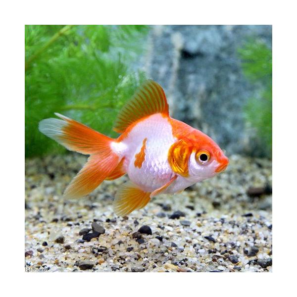 国産金魚 更紗琉金 ３匹 Buyee Buyee 提供一站式最全面最專業現地yahoo Japan拍賣代bid代拍代購服務bot Online