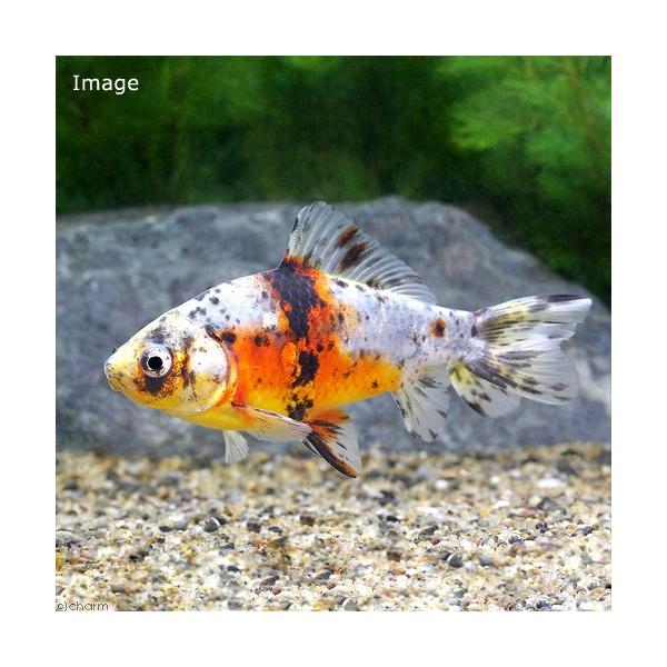 専用商品K-9501 玉乗り猫チャーム(金魚) チャーム charm ヤフー