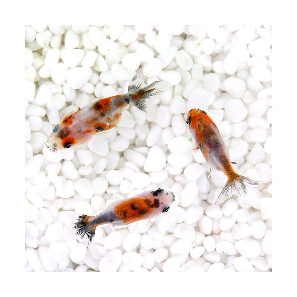 国産金魚）江戸錦（1匹）金魚 メダカ 錦鯉 日淡 金魚 | JChereヤフー