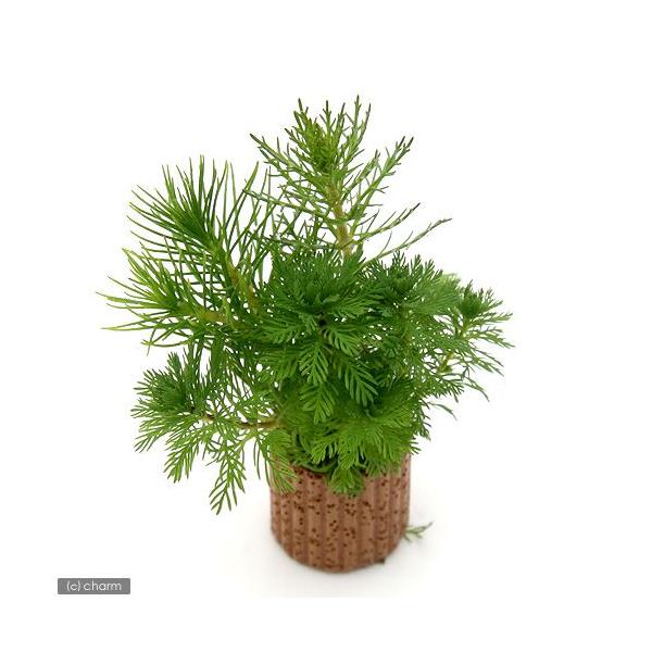 ijCt}`ij~ItB~bNXitji_jiQj