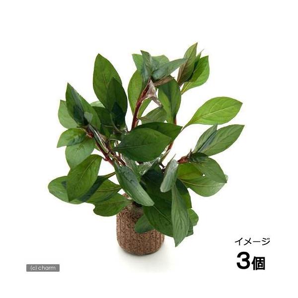 ijCt}`ijhEBWA@yX@ritji_jiRj