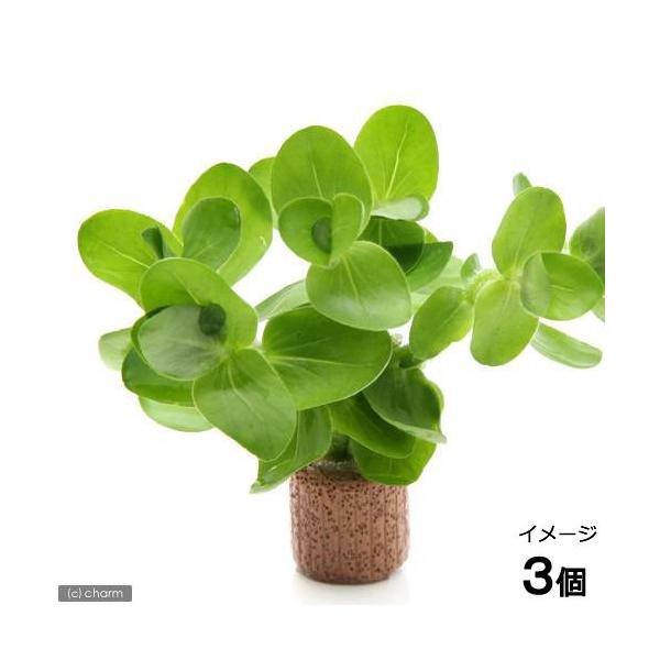 ijCt}`ijCG[oRpitji_jiRj