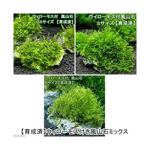 ij琬ρ@EB[X@R΁@rrErEl@TCY~bNXitji_jiTj