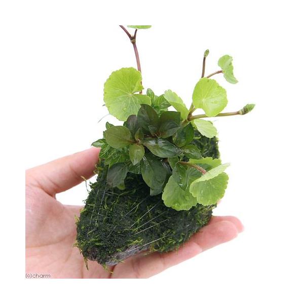 ijā@rMi[@U@X{TCi_jitj