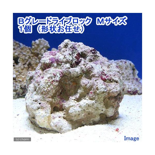 iCjaO[hCubN@lTCYiPji`󂨔Cj@kCEBq֗vۉ