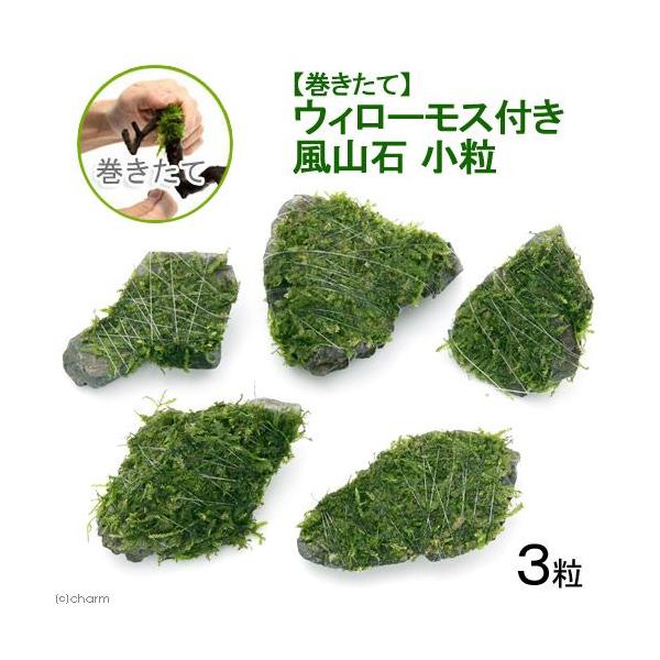 熱帯魚　_wp　_aqua　ウィローモス特集　ビギナーにお勧め　水草付き流木　エビ用水草　ろ材素材はこちら　ウィローモスはこちら　ハウス状はこちら　ウィローモスコテージ小はこちら　ウィローモスコテージ中はこちら　ウィローモスコテージ大はこち...