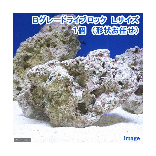 iCjaO[hCubN@kTCYiPji`󂨔Cj@kCEBq֗vۉ