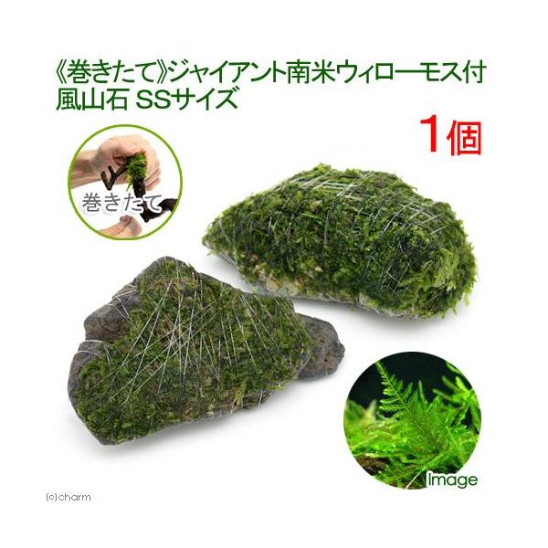 水草 南米ウィローモス」の人気商品一覧・価格比較 - 価格.com
