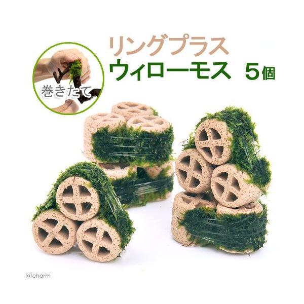 熱帯魚　_aqua　ウィローモス特集　ビギナーにお勧め　水草付き流木　エビ用水草　ウィローモスはこちら　ろ材素材はこちら　ライフモスグッズはこちら　ろ材素材小はこちら　ＣＯ２なしでも育つ水草　水草ハウス　all_plants　ウィローモス　...