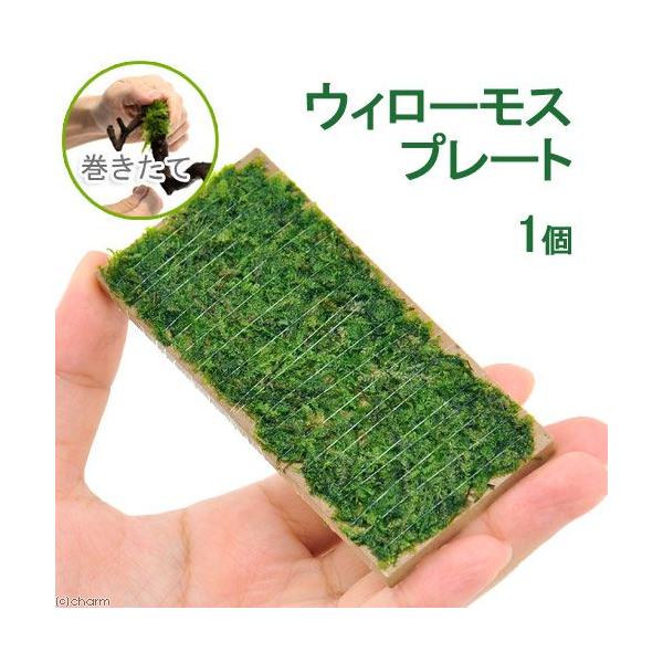 ijā@EB[X@v[gitji_jiPj