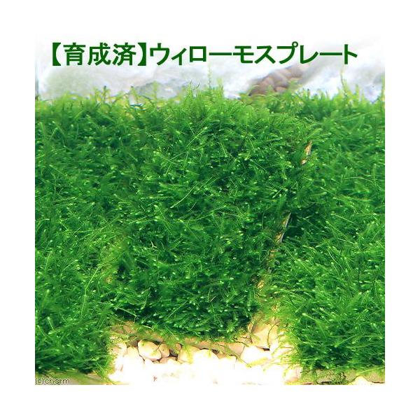 ij琬ρ@EB[X@v[gitji_jiPj