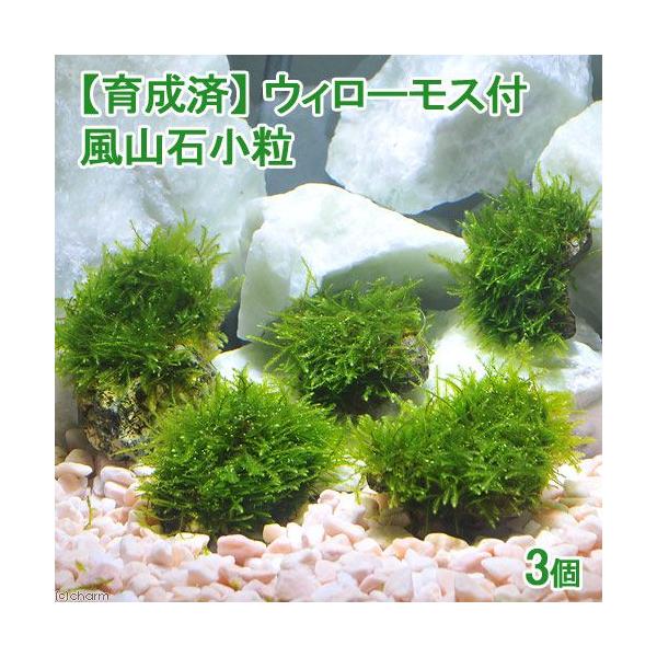 （水草）育成済　ウィローモス　風山石小粒（水中葉）（無農薬）（３粒）