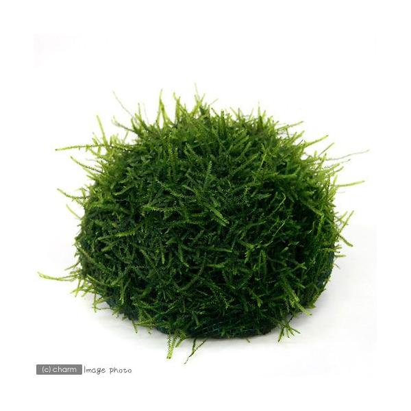 PF_SPQ　熱帯魚　_wp　_aqua　ウィローモス特集　水草ハウス　all_plants　ウィローモス　ドーム状はこちら　ウィローモスはこちら　ドームモスＳはこちら　20121021　KM　エビが喜ぶアクセサリ　wp_kywrd　その他...