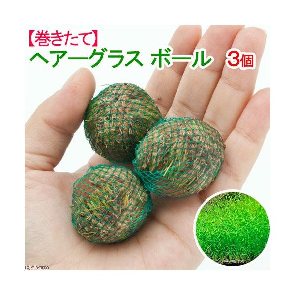 ijā@wA[OX@{[itji_jiRj