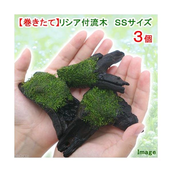 ijā@VA@؁@rrTCYiPOjitji_jiR{j@kCEBq֗vۉ