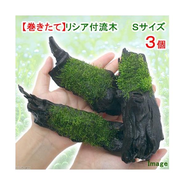 ijā@VA@؁@rTCYiPTjitji_jiR{j@kCq֗vۉ