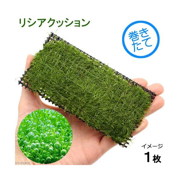 ijā@VA@NbVitji_jiPj@kCEBq֗vۉ