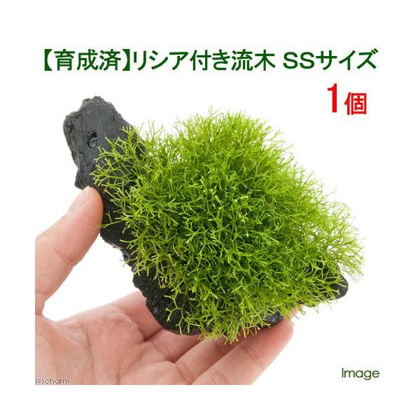 ij琬ρ@VA@؁@rrTCYiPOjitji_jiP{j@kCq֗vۉ