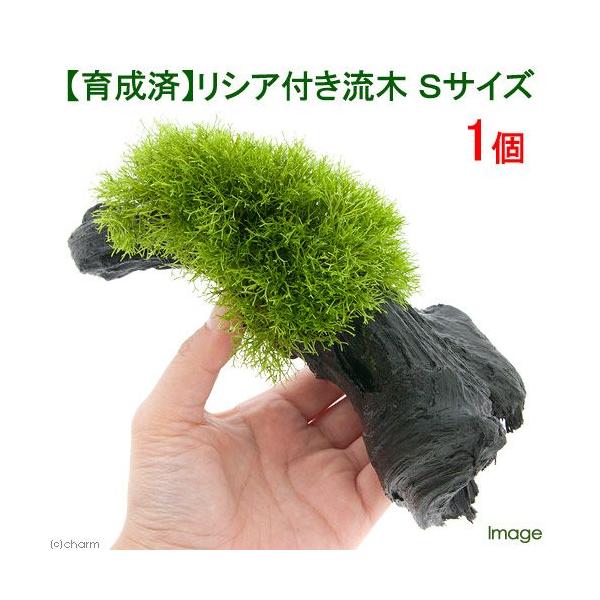 ij琬ρ@VA@؁@rTCYiPTjitji_jiP{j@kCEBq֗vۉ