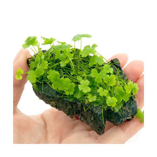 Hydrocotyle　Tripartita　熱帯魚　_aqua　水草　前景草　横に広がる　オーストラリアンクローバー　all_plants　水上葉_前景草　wp_kywrd　お勧め前景草　20121227　ＮＲ　オーストラリアンノチドメ　...