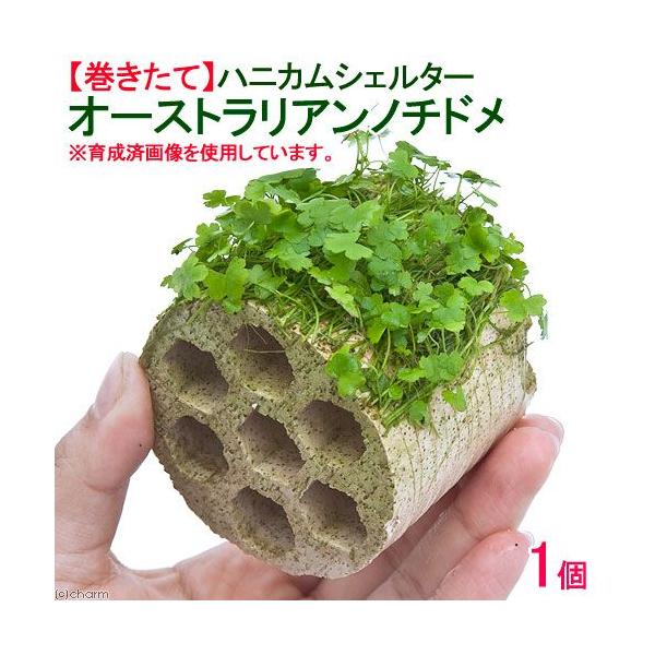 ijā@njJVF^[I[XgA@m`hitji_jiPj