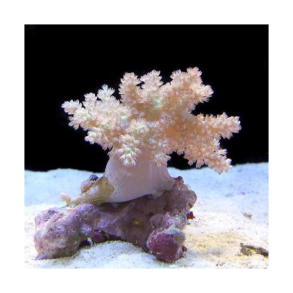 cP_nyuka　◎　kaisui73　沖縄　okinawa　b_coral　ソフトコーラル　m_softcoral　カワラフサトサカ　カワラフサトサカライトグリーン　海水　ライトグリーン　Ｓサイズ　仕入　kaijyo　bnr_cp1805...