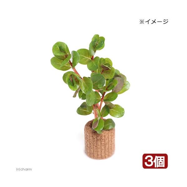 水草 ロタラ ペットの人気商品 通販 価格比較 価格 Com