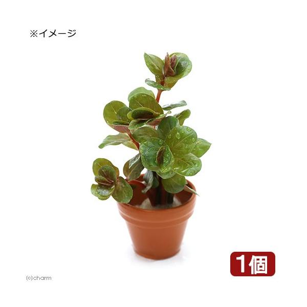 ijv`fĂ@^@gfBtHA@xgi@gfitji_jiPj