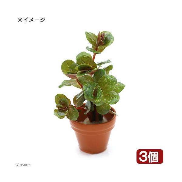 ijv`fĂ@^@gfBtHA@xgi@gfitji_jiRj