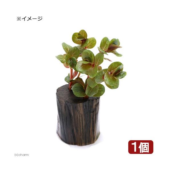 ij^@gfBtHA@xgi@gfitjO|bgti_jiPj