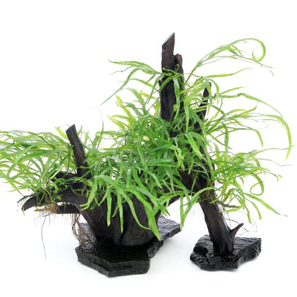 活着 水草 水草の人気商品 通販 価格比較 価格 Com