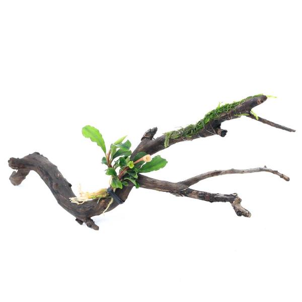 熱帯魚　水草付き流木　水草　モス／シダ付流木　all_plants　ウィローモス　wp_kywrd　活着する水草　2023zenki　y23m03　巻き立て　catmosscreate2022willow　YN　産卵　メダカ　置くだけ簡単　...