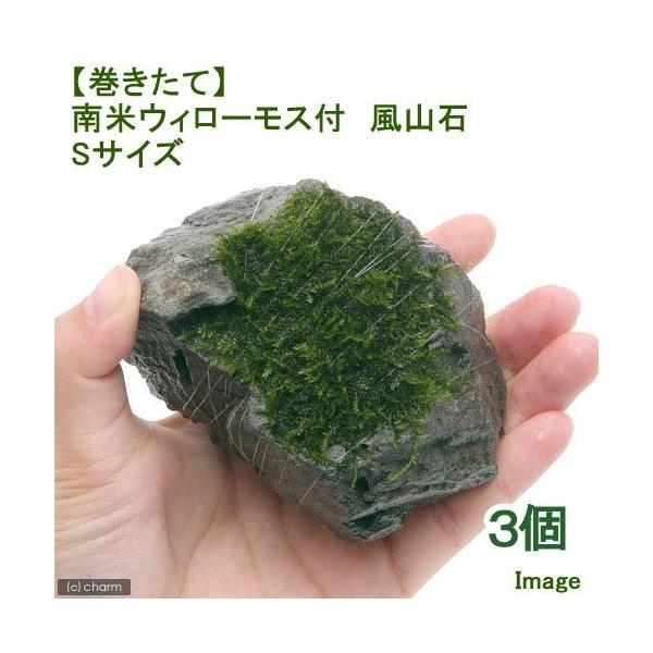 ijā@ăEB[X@R΁@rTCYiPOjitji_jiRj