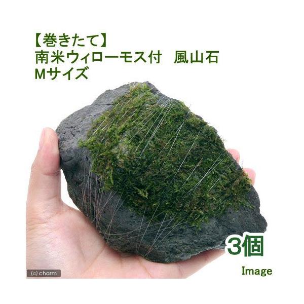 ijā@ăEB[X@R΁@lTCYiPSjitji_jiRj