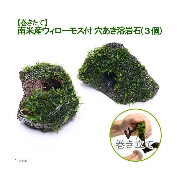 ijā@ăEB[X@n΁itji_jiRj